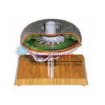 Torque Converter